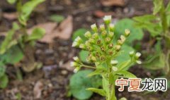 药材防风如何种植 药材防风如何种植技术