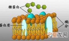 高中糖蛋白的三大功能是什么 高中糖蛋白的三大功能介绍