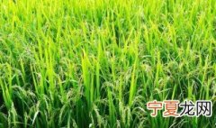 水稻是怎么种出来的 水稻是如何种出来的