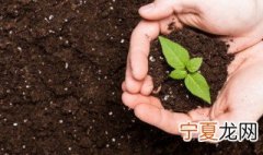 花盆土壤里生虫怎么办 盆栽土壤里生虫怎么办