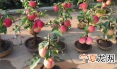 盆栽苹果树要多浇水吗 盆栽的苹果树需要经常浇水吗