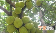 木菠萝移接方法 木菠萝移接将铝片套在砧苗切口吗