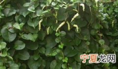 藤三七怎么种植视频 藤三七怎么种
