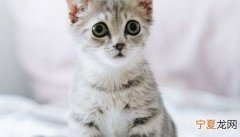 猫皮肤上有黑色的点点是什么