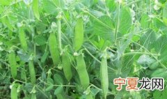 荷兰豆该怎么种植 荷兰豆该怎么种植容易发芽