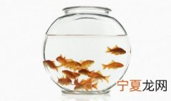 孔雀鱼从幼年到成年要多长时间才能长大 孔雀鱼从幼年到成年要多长时间