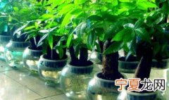 发财树水培的具体步骤 发财树水培放多少水