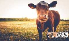 湖南适合养殖什么肉牛品种 湖南肉牛养殖基地有哪些