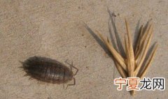 西瓜虫有毒吗 家里出现西瓜虫有毒吗