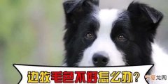 边牧剃毛多久能长出来
