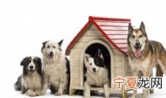狗生产持续多久 狗生产一般持续多长时间