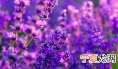 薰衣草能驱蚊子吗 薰衣草能驱蚊吗