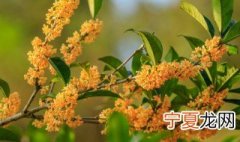 金桂冬季养殖方法 金桂的养殖方法和注意事项