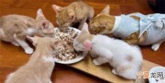 20天猫咪可以吃什么