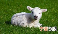 羔羊保暖方法 羔羊保暖方法介绍