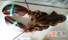 养龙虾的方法 养龙虾注意事项