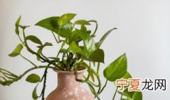 橘子皮泡水可以浇绿萝花吗 橘子皮泡水可以喷绿萝吗