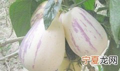 人参果是怎么长出来的 人参果介绍