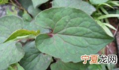 鱼腥草消炎用叶还是根 鱼腥草消炎用叶还是根比较好