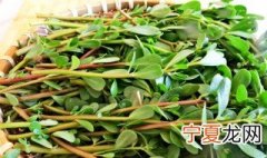 马齿苋新鲜的好还是干的好 干马齿苋和新鲜马齿苋可以互相替代吗