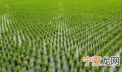水田种植技术和方法 水田种植什么