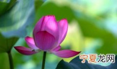 荷叶可以用来干什么 荷叶作用
