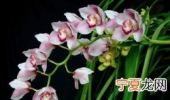 大花蕙兰做拱兰怎么做 大花蕙兰做成拱兰的方法