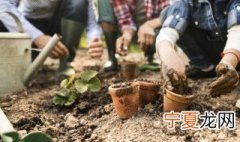 水彬盆栽要天天浇水 怎样养盆栽水彬