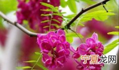 富贵树种植技巧视频 富贵树种植技巧