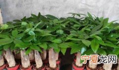 发财树养护要点 发财树养护知识 技巧