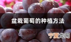 盆栽葡萄种植方法 盆栽葡萄种植方法介绍