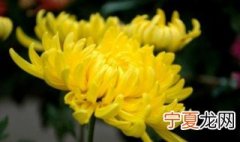 菊花的养殖方法 菊花如何养殖