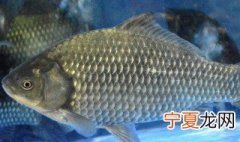钓鲫鱼用什么饵料最好 有什么好的鱼饵