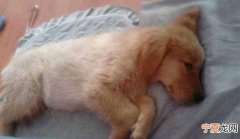 狗狗怎么埋葬，狗死了怎么处理
