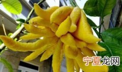 佛手的种植方法 佛手如何种植