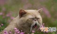 猫为什么会得趾间炎，猫咪为什么会突然声音沙哑