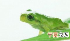 养蛙国家有补贴吗 青蛙养殖国家有没有补贴