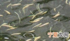 虹鳟鱼在什么环境下最好养殖 虹鳟鱼好养吗?虹鳟鱼的养殖技术及营养价值