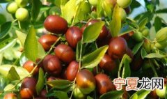 枣树去皮方法 枣树怎么去皮