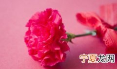 康乃馨放在卧室里养对身体有害吗 康乃馨能放在卧室养吗