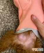 狗狗疝气必须手术，狗疝气手术后能下崽