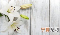百合花的寓意是啥 百合花的寓意