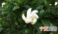 栀子花开有什么寓意 栀子花开寓意是什么