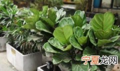 琴叶榕适合放卧室吗 琴叶榕适合放在卧室吗