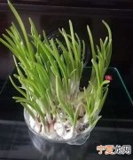 教你如何自己动手种蒜苗，自己如何在家种植蒜苗水养型