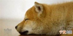 狗狗耳朵长了耳螨是什么样子