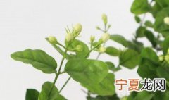栀子花可以放在卧室吗晚上的时候 栀子花可以放在卧室吗