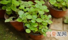 碰碰香放在室内可以驱蚊吗 碰碰香可以防蚊吗