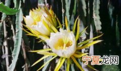 火龙果花储存方法 火龙果的花粉保存方法