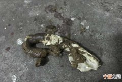 狗狗大便白色怎么回事